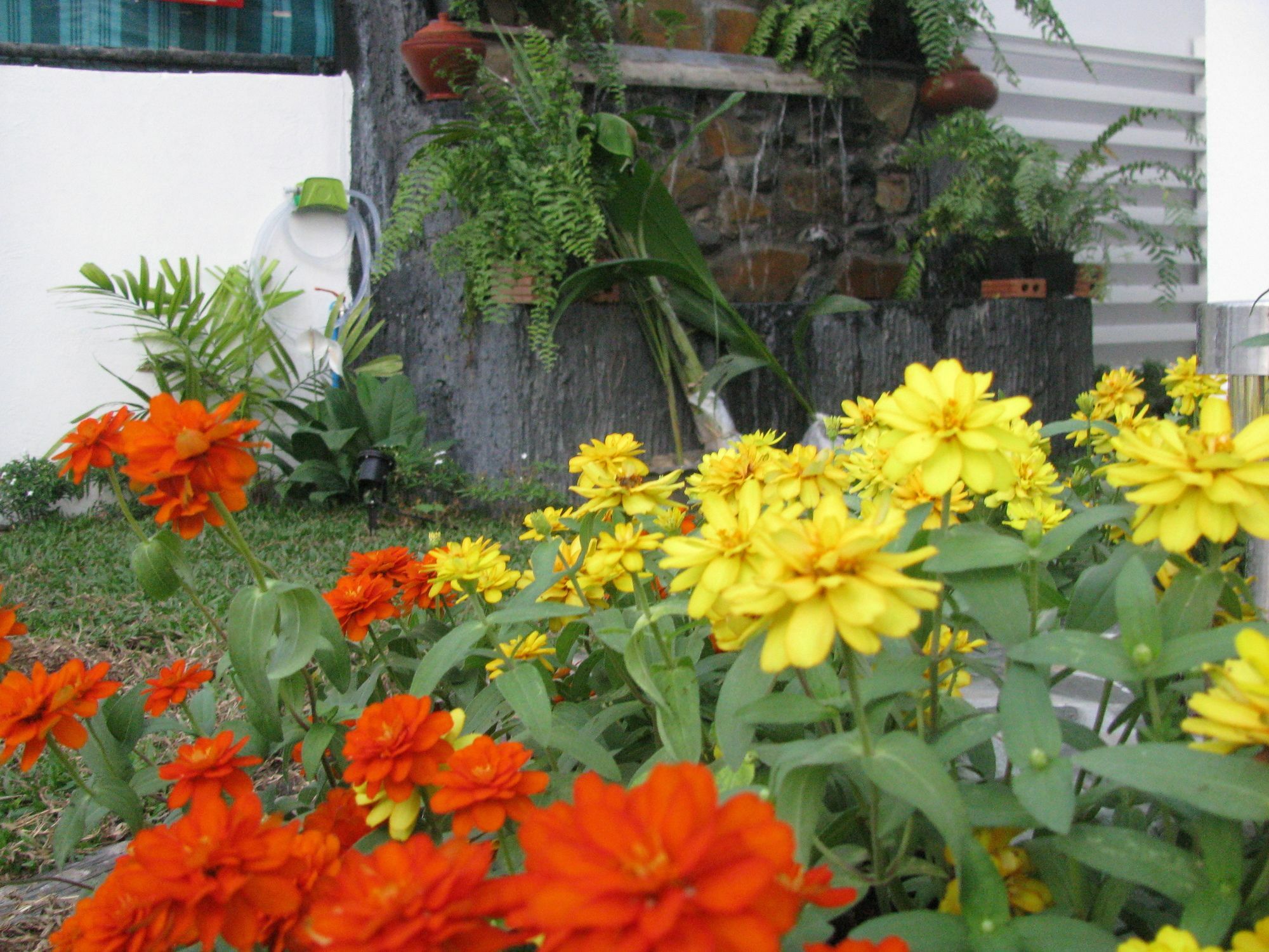 Guest house Gusto House