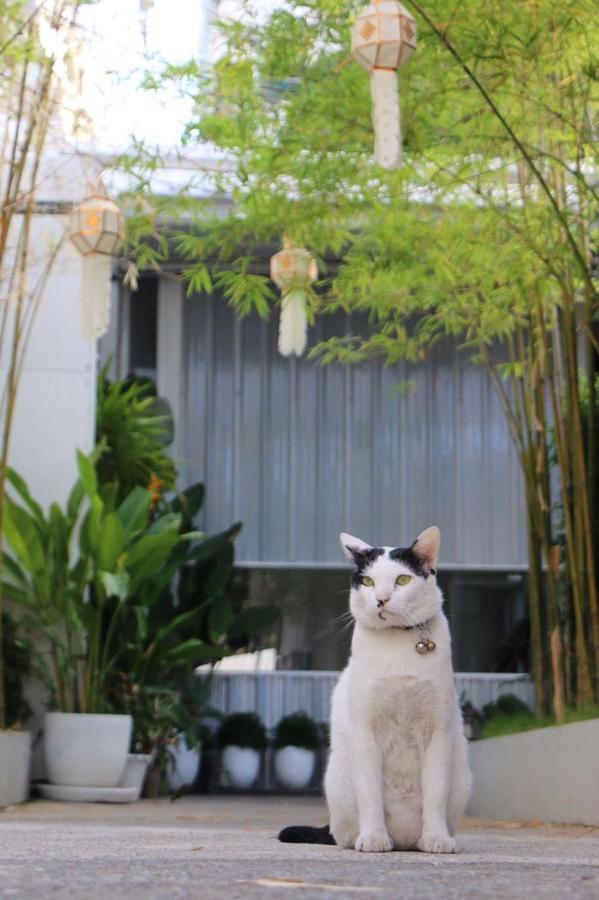 Asrama The Park Society Chiang Mai