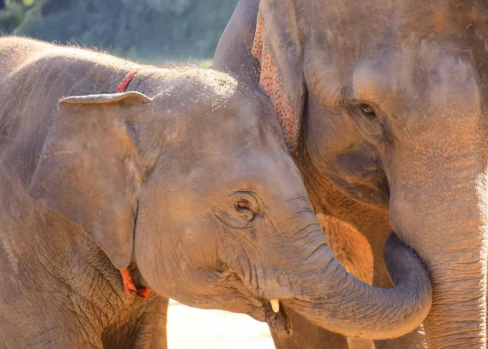 Elephant Retirement Park