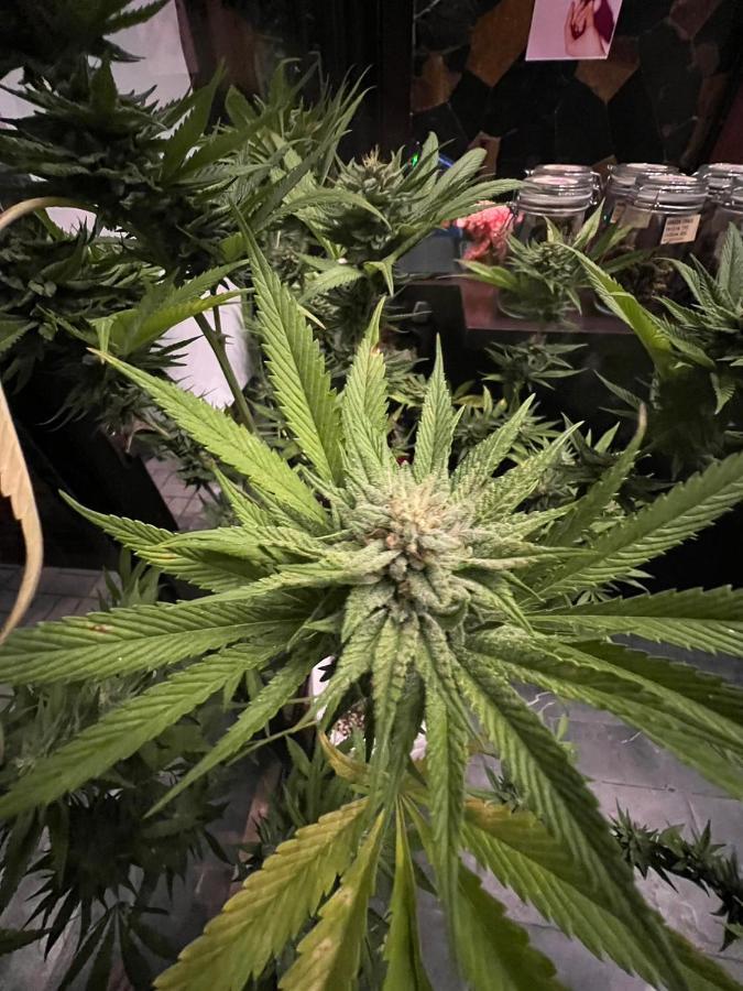 Hotel Blue Dream