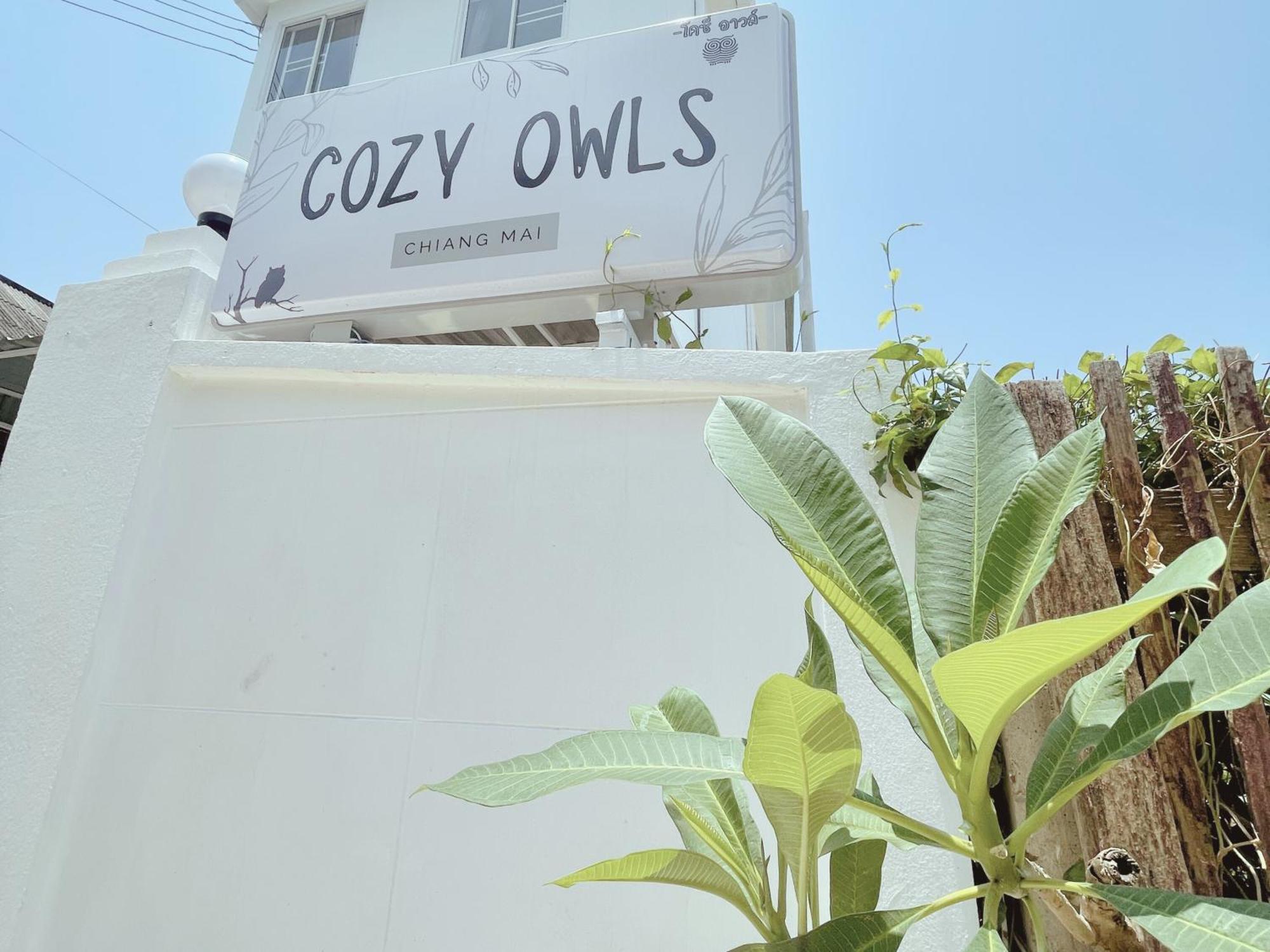 Cozy Owls