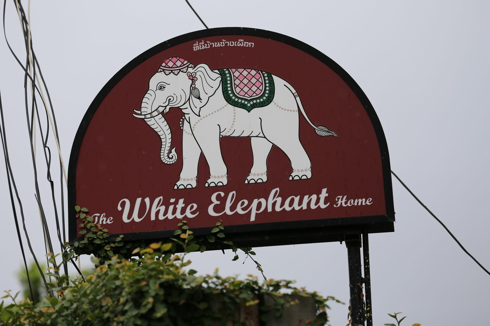The White Elephant Chiang Mai