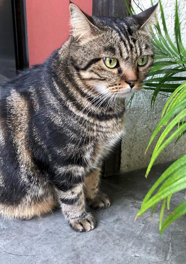 Tiger House Penginapan Chiang Mai