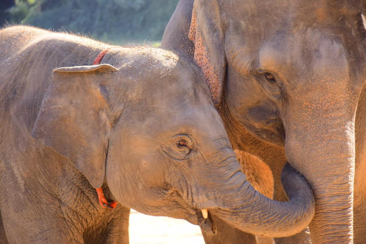 Elephant Retirement Park *